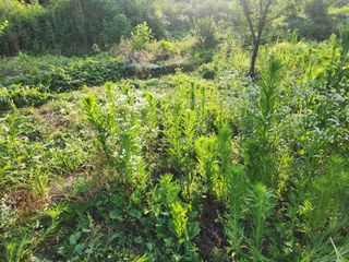 박병한님의 자두 · 영농일지 작성글 사진