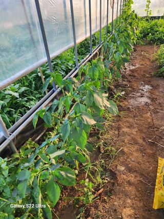 권지연.옥천.님의 옥수수 · 영농일지 작성글 사진