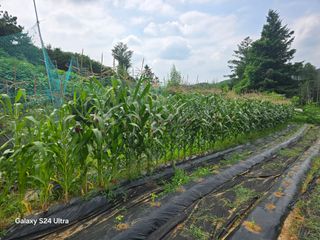 chol E님의 들깨 · 영농일지 작성글 사진