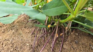 전영순님의 기타작물 · 영농일지 작성글 사진