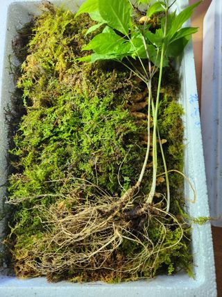 팔공백화산양산삼님의 기타작물 · 영농일지 작성글 사진