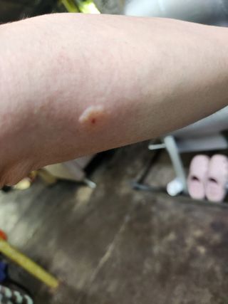 팔공백화산양산삼님의 기타작물 · 영농일지 작성글 사진