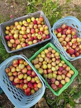 팜모닝 기타작물·영농일지 게시글 이미지