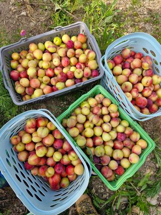 낙엽교목류21691님의 기타작물 · 영농일지 작성글 사진