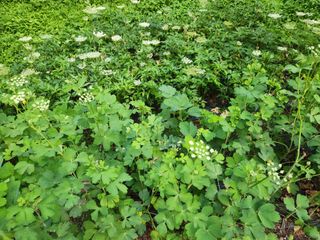 팔공백화산양산삼님의 기타작물 · 영농일지 작성글 사진