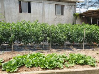 금강석님의 고추 · 영농일지 작성글 사진