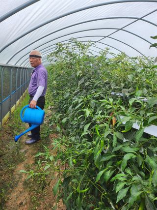 윤정숙님의 고추 · 영농일지 작성글 사진