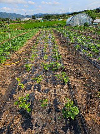 유명숙님의 참깨 · 영농일지 작성글 사진