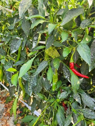 윤정숙님의 고추 · 영농일지 작성글 사진