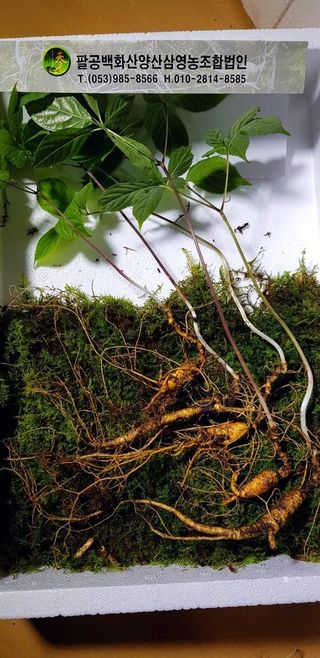 팔공백화산양산삼님의 기타작물 · 영농일지 작성글 사진