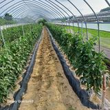 팜모닝 콩·영농일지 게시글 이미지