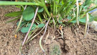 전영순님의 기타작물 · 영농일지 작성글 사진