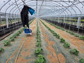 기본에 충실님의 오이 · 영농일지 작성글 사진