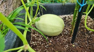 권혁렬님의 호박 · 영농일지 작성글 사진