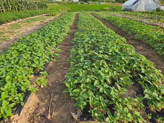 유명숙님의 참깨 · 영농일지 작성글 사진