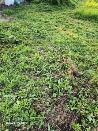 권지연.옥천.님의 옥수수 · 영농일지 작성글 사진