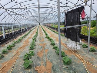 기본에 충실님의 오이 · 영농일지 작성글 사진