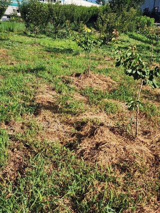 박병한님의 자두 · 영농일지 작성글 사진