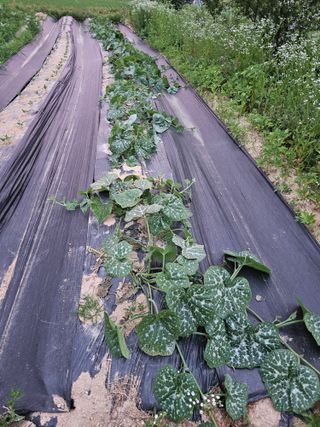 양파2732님의 기타작물 · 영농일지 작성글 사진