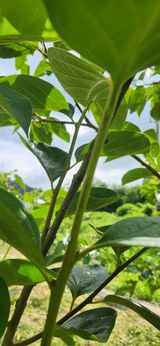 팜모닝 감·영농일지 게시글 이미지