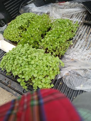 강지현님의 들깨 · 영농일지 작성글 사진