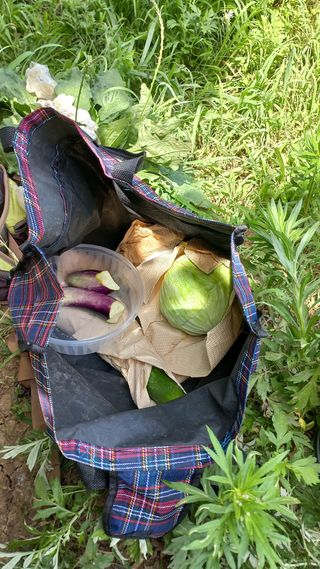 초보 구찌뽕님의 오이 · 영농일지 작성글 사진