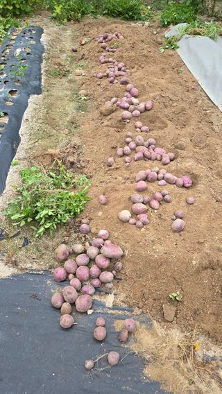  조약돌님의 감자 · 영농일지 작성글 사진