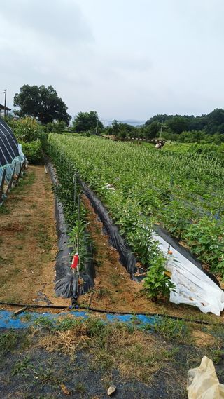 박순덕님의 참깨 · 영농일지 작성글 사진