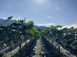 달빛이머무는곳님의 포도 · 영농일지 작성글 사진