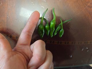 오현백님의 고추 · 영농일지 작성글 사진