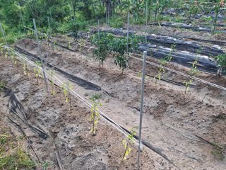 형남영님의 기타작물 · 영농일지 작성글 사진