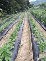 팜모닝 참깨·영농일지 게시글 이미지