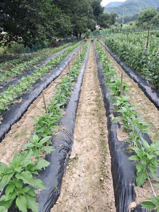 이인성님의 참깨 · 영농일지 작성글 사진