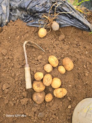 소병찬님의 감자 · 영농일지 작성글 사진