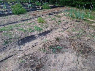 형남영님의 기타작물 · 영농일지 작성글 사진