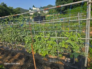 권오군님의 기타작물 · 영농일지 작성글 사진