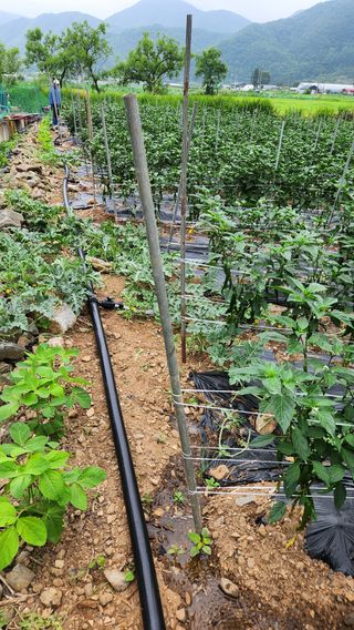 두아들아빠님의 고추 · 영농일지 작성글 사진