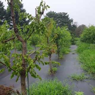 시민농장님의 기타작물 · 영농일지 작성글 사진