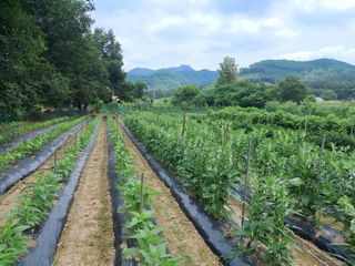 이인성님의 참깨 · 영농일지 작성글 사진
