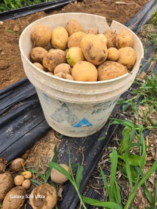 소병찬님의 감자 · 영농일지 작성글 사진