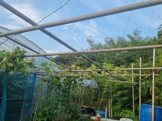 논산푸른팜님의 포도 · 영농일지 작성글 사진