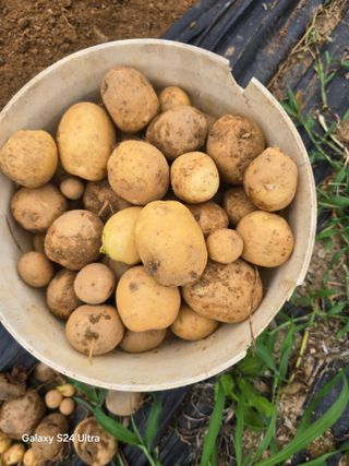 소병찬님의 감자 · 영농일지 작성글 사진