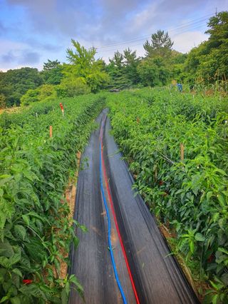 오이8898황산면님의 고추 · 영농일지 작성글 사진