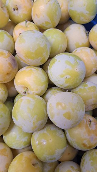 주윤발이님의 자두 · 영농일지 작성글 사진