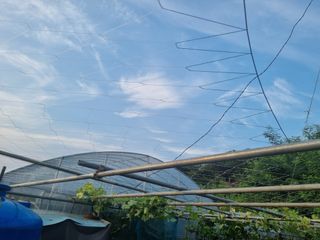 논산푸른팜님의 포도 · 영농일지 작성글 사진