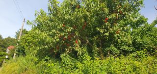 반성식님의 기타작물 · 영농일지 작성글 사진