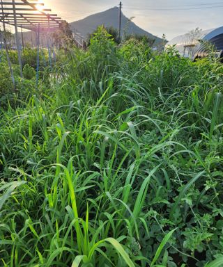 스마일00님의 기타작물 · 영농일지 작성글 사진