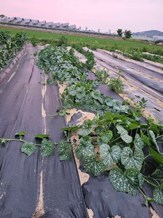 양파2732님의 기타작물 · 영농일지 작성글 사진