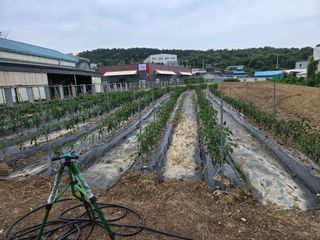 뚜벅이님의 기타작물 · 영농일지 작성글 사진