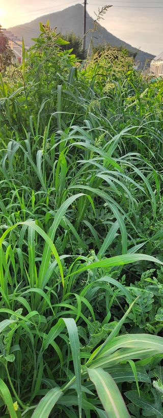 스마일00님의 기타작물 · 영농일지 작성글 사진